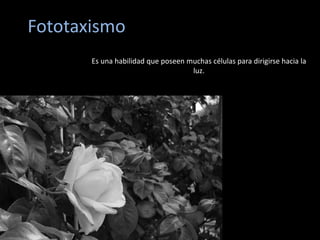 Fototaxismo
Es una habilidad que poseen muchas células para dirigirse hacia la
luz.
 