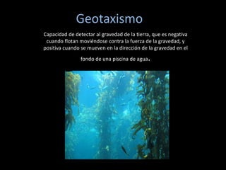 Geotaxismo
Capacidad de detectar al gravedad de la tierra, que es negativa
cuando flotan moviéndose contra la fuerza de la gravedad, y
positiva cuando se mueven en la dirección de la gravedad en el
fondo de una piscina de agua.
 