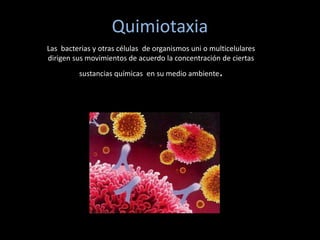 Quimiotaxia
Las bacterias y otras células de organismos uni o multicelulares
dirigen sus movimientos de acuerdo la concentración de ciertas
sustancias químicas en su medio ambiente.
 