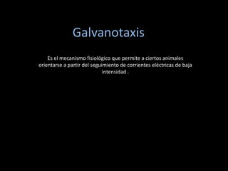 Galvanotaxis
Es el mecanismo fisiológico que permite a ciertos animales
orientarse a partir del seguimiento de corrientes eléctricas de baja
intensidad .
 
