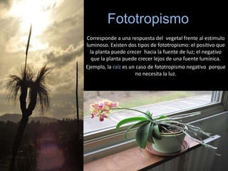 Fototropismo
Corresponde a una respuesta del vegetal frente al estimulo
luminoso. Existen dos tipos de fototropismo: el positivo que
la planta puede crecer hacia la fuente de luz; el negativo
que la planta puede crecer lejos de una fuente lumínica.
Ejemplo, la raíz es un caso de fototropismo negativo porque
no necesita la luz.
 