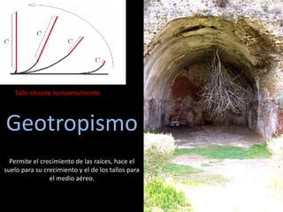 Tallo situado horizontalmente
Geotropismo
Permite el crecimiento de las raíces, hace el
suelo para su crecimiento y el de los tallos para
el medio aéreo.
 