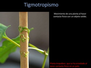 Tigmotropismo
Movimiento de una planta al hacer
contacto físico con un objeto solido.
Planta trepadora que se ha enredado al
tener contacto físico en un palo.
 