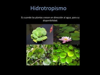Hidrotropismo
Es cuando las plantas crecen en dirección al agua, para su
disponibilidad.
 