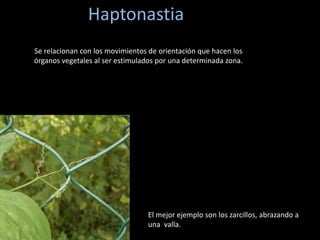 Haptonastia
Se relacionan con los movimientos de orientación que hacen los
órganos vegetales al ser estimulados por una determinada zona.
El mejor ejemplo son los zarcillos, abrazando a
una valla.
 