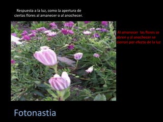 Fotonastia
Respuesta a la luz, como la apertura de
ciertas flores al amanecer o al anochecer.
Al amanecer las flores se
abren y al anochecer se
cierran por efecto de la luz
 
