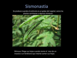 Sismonastia
Se produce cuando el estímulo es un golpe del vegetal, como las
plantas carnívoras o algunas mimosas.
Mimosa: Pliega sus hojas cuando siente el roce de un
insecto o un herbívoro que intente comer sus hojas
 