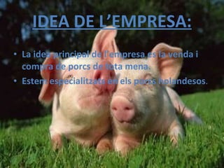 IDEA DE L’EMPRESA: La idea principal de l’empresa es la venda i compra de porcs de tota mena. Estem especialitzats en els porcs holandesos . 