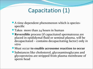 Capacitation (1)
 A time dependent phenomenon which is species-
  specific
 Takes more than 24 hours in human
 Reversible process (if capacitated spermatozoa are
  placed in epididymal fluid or seminal plasma, will be
  decapacitated – contains decapacitating factor) only in
  vitro
 Must occur to enable acrosome reaction to occur
 Substances like cholesterol, glycosaminoglycans and
  glycoproteins are stripped from plasma membrane of
  sperm head
 