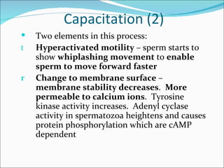 Capacitation (2)
   Two elements in this process:
t   Hyperactivated motility – sperm starts to
    show whiplashing movement to enable
    sperm to move forward faster
r   Change to membrane surface –
    membrane stability decreases. More
    permeable to calcium ions. Tyrosine
    kinase activity increases. Adenyl cyclase
    activity in spermatozoa heightens and causes
    protein phosphorylation which are cAMP
    dependent
 