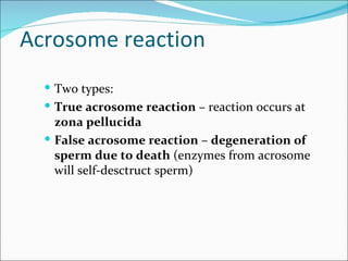 Acrosome reaction
   Two types:
   True acrosome reaction – reaction occurs at
    zona pellucida
   False acrosome reaction – degeneration of
    sperm due to death (enzymes from acrosome
    will self-desctruct sperm)
 