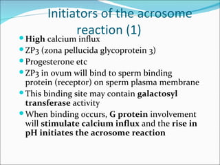 Initiators of the acrosome
             reaction (1)
 High calcium influx
 ZP3 (zona pellucida glycoprotein 3)
 Progesterone etc
 ZP3 in ovum will bind to sperm binding
  protein (receptor) on sperm plasma membrane
 This binding site may contain galactosyl
  transferase activity
 When binding occurs, G protein involvement
  will stimulate calcium influx and the rise in
  pH initiates the acrosome reaction
 