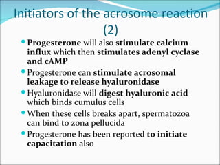 Initiators of the acrosome reaction
                  (2)
  Progesterone will also stimulate calcium
   influx which then stimulates adenyl cyclase
   and cAMP
  Progesterone can stimulate acrosomal
   leakage to release hyaluronidase
  Hyaluronidase will digest hyaluronic acid
   which binds cumulus cells
  When these cells breaks apart, spermatozoa
   can bind to zona pellucida
  Progesterone has been reported to initiate
   capacitation also
 