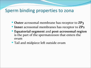 Sperm binding properties to zona

   Outer acrosomal membrane has receptor to ZP3
   Inner acrosomal membranes has receptor to ZP2
   Equatorial segment and post-acrosomal region
    is the part of the spermatozoon that enters the
    ovum
   Tail and midpiece left outside ovum
 
