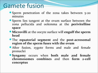 Gamete fusion
  Sperm  penetration of the zona takes between 5-20
   minutes
  Sperm lies tangent at the ovum surface between the
   zona pellucida and oolemma at the perivitelline
   space
  Microvilli at the oocyte surface will engulf the sperm
   head
  The equatorial segment and the post-acrosomal
   region of the sperm fuses with the ovum
  After fusion, zygote forms and male and female
   pronuclei
  Syngamy occurs when both male and female
   chromosomes combines and then form 2-cell
   conceptus
 