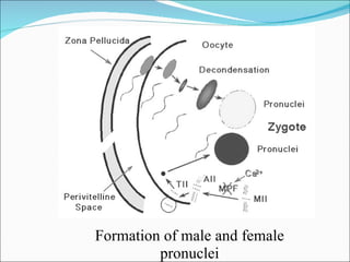 Formation of male and female
         pronuclei
 