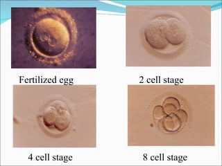 Fertilized egg   2 cell stage




  4 cell stage   8 cell stage
 