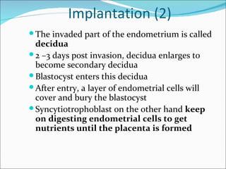 Implantation (2)
 The invaded part of the endometrium is called
  decidua
 2 –3 days post invasion, decidua enlarges to
  become secondary decidua
 Blastocyst enters this decidua
 After entry, a layer of endometrial cells will
  cover and bury the blastocyst
 Syncytiotrophoblast on the other hand keep
  on digesting endometrial cells to get
  nutrients until the placenta is formed
 