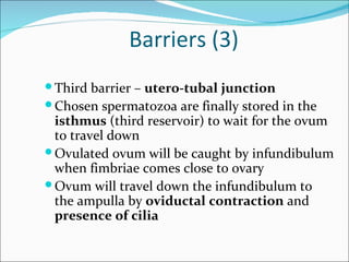 Barriers (3)
 Third barrier – utero-tubal junction
 Chosen spermatozoa are finally stored in the
  isthmus (third reservoir) to wait for the ovum
  to travel down
 Ovulated ovum will be caught by infundibulum
  when fimbriae comes close to ovary
 Ovum will travel down the infundibulum to
  the ampulla by oviductal contraction and
  presence of cilia
 