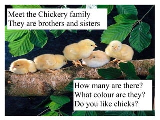 Meet the Chickery family They are brothers and sisters How many are there? What colour are they? Do you like chicks? 