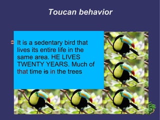 Toucan behavior
➲ .
➲ It is a sedentary bird that
lives its entire life in the
same area. HE LIVES
TWENTY YEARS. Much of
that time is in the trees
 