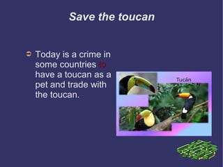 Save the toucan
➲ Today is a crime in
some countries to
have a toucan as a
pet and trade with
the toucan.
 