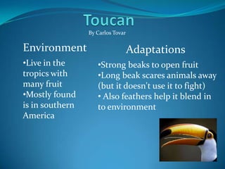 By Carlos Tovar

Environment                        Adaptations
•Live in the        •Strong beaks to open fruit
tropics with        •Long beak scares animals away
many fruit          (but it doesn't use it to fight)
•Mostly found       • Also feathers help it blend in
is in southern      to environment
America
 