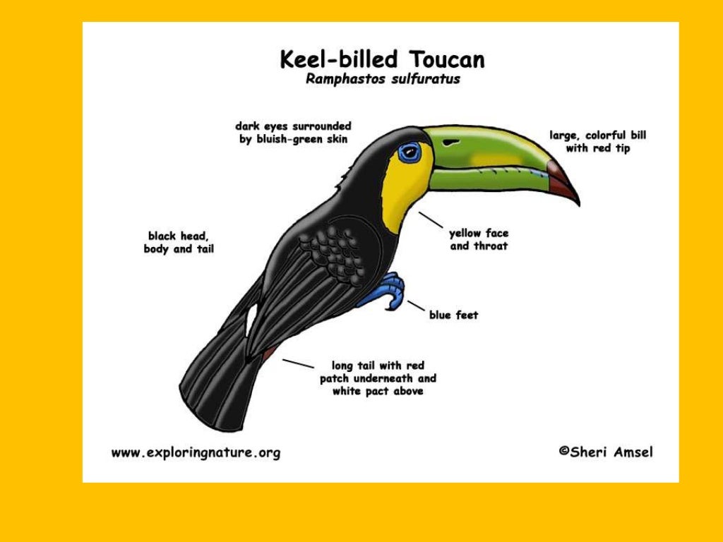 Toucan facts