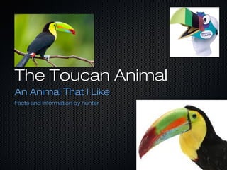 The Toucan Animal
An Animal That I Like
Facts and Information by hunter

 