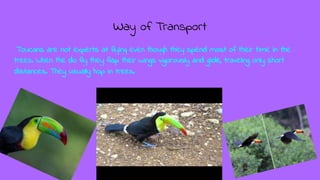 Way of Transport
Toucans are not experts at flying even though they spend most of their time in the
trees. When the do fly...