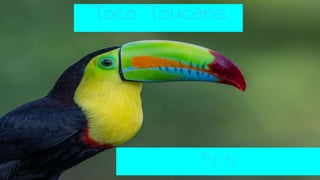 Toco Toucans
By: Lily
 