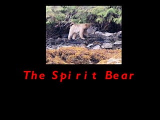 The Spirit Bear 