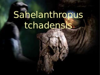 Sahelanthropus tchadensis 