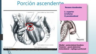 Porción ascendente
4 lumbar
1 – 2 lumbar
Ant- colon transverso
Asas del I.D.
Pos- psoas mayor
Med- páncreas
mesenterio
aorta
Lat- riñon izquierdo
Recesos duodenales
1 ) superior
2) Inferior
3) paraduodenal
Medial – posterolateral duodeno
Posterior – pared abdominal
Anterolateral – repliegue peritoneal
 