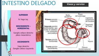 INTESTINO DELGADO CONSTITUCIONVasos y nervios
A. pancreatoduodenal
Anterior/Posterior – gastroduodenales
Inferior – mesentérica superior
V. pancreatoduodenal
Superior,Posterior – Vena porta
Inferior anterior/posterior – mesentérica superior
Vasos linfaticos
Pancreatoduodenales superior/inferior
Subpilorico - pancreáticos inferiores
SUPERIOR
N. Vago izq.
DESCENDENTE –
HORIZONTAL
Ganglio celiaco derecho
plexo mesentérico
ASCENDENTE
Vago derecho
Ganglio celiaco izquierdo
 