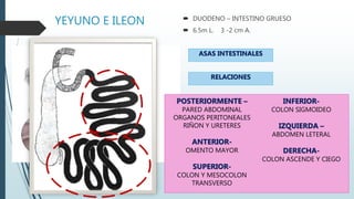 YEYUNO E ILEON  DUODENO – INTESTINO GRUESO
 6.5m L. 3 -2 cm A.
ASAS INTESTINALES
2 CARAS CONVEXA
ASAS INTESTINAL
BORDE LIBRE
PARED ABDOMINAL
BORDE ADHERENTE
UNION PERITONEO/ MESENTERIO
RELACIONES
POSTERIORMENTE –
PARED ABDOMINAL
ORGANOS PERITONEALES
RIÑON Y URETERES
ANTERIOR-
OMENTO MAYOR
SUPERIOR-
COLON Y MESOCOLON
TRANSVERSO
INFERIOR-
COLON SIGMOIDEO
IZQUIERDA –
ABDOMEN LETERAL
DERECHA-
COLON ASCENDE Y CIEGO
 