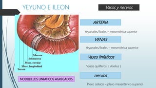  CONSTITUCIONYEYUNO E ILEON
NODULILLOS LINFATICOS AGREGADOS
ARTERIA
Yeyunales/ileales – mesentérica superior
VENAS
Vasos linfaticos
Vosos quilíferos ( Aselius )
Vasos y nervios
Yeyunales/ileales – mesentérica superior
nervios
Plexo celiaco – plexo mesentérico superior
 