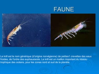 FAUNE




Le krill est le nom générique (d’origine norvégienne) de petites1 crevettes des eaux
froides, de l'ordre des euphausiacés. Le krill est un maillon important du réseau
trophique des océans, pour les zones nord et sud de la planète.
 