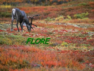 FLORE
 