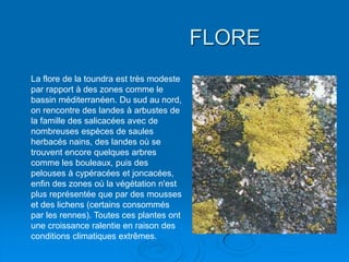 FLORE
La flore de la toundra est très modeste
par rapport à des zones comme le
bassin méditerranéen. Du sud au nord,
on rencontre des landes à arbustes de
la famille des salicacées avec de
nombreuses espèces de saules
herbacés nains, des landes où se
trouvent encore quelques arbres
comme les bouleaux, puis des
pelouses à cypéracées et joncacées,
enfin des zones où la végétation n'est
plus représentée que par des mousses
et des lichens (certains consommés
par les rennes). Toutes ces plantes ont
une croissance ralentie en raison des
conditions climatiques extrêmes.
 