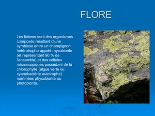 FLORE

Les lichens sont des organismes
composés résultant d'une
symbiose entre un champignon
hétérotrophe appelé mycobionte
(et représentant 90 % de
l'ensemble) et des cellules
microscopiques possédant de la
chlorophylle (algue verte ou
cyanobactérie autotrophe)
nommées phycobionte ou
photobionte.
 