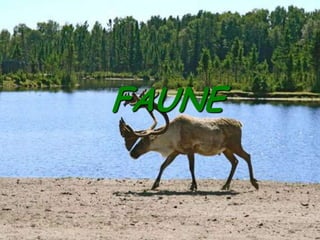 FAUNE


FAUNE
 