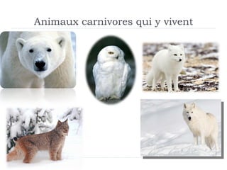 Animaux carnivores qui y vivent 