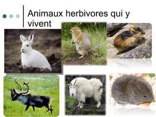 Animaux herbivores qui y vivent 
