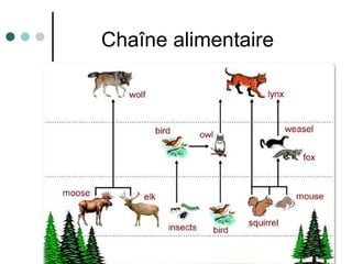 Chaîne alimentaire 