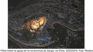Peixe morto na águas de rio na província de Jiangxi, na China. 22/03/2010. Foto: Reuters
 