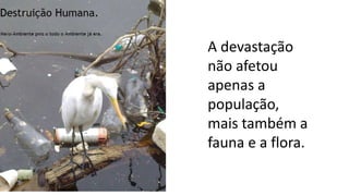 A devastação
não afetou
apenas a
população,
mais também a
fauna e a flora.
 