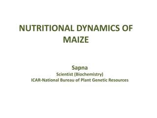 NUTRITIONAL DYNAMICS OF
MAIZE
Sapna
Scientist (Biochemistry)
ICAR-National Bureau of Plant Genetic Resources
 