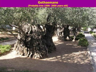 Gethsemane (Probably tree 1500- 2000 years old)                                                                                                                                                                                                         