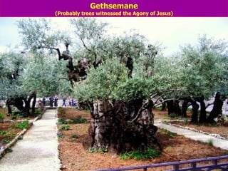 Gethsemane (Probably trees witnessed the Agony of Jesus)                                                                                                                                                                                                      